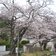 お寺の前の写真