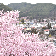 桜の馬場の写真