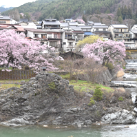 米高岩付近の桜の写真
