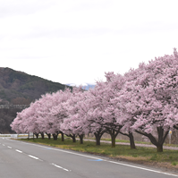 道路沿いの桜の写真