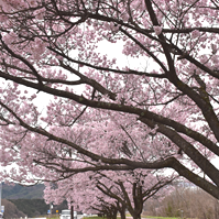 濃いピンクの桜の色