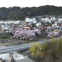 弁財天橋と桜の写真