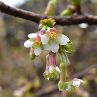 チョウジザクラの花とつぼみの写真