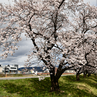 天竜川漁業協同組合事務所の桜の写真