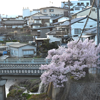 羽衣橋の桜の写真