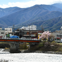 かつての船着場の桜