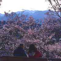 西駒と桜の写真