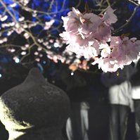 白兎橋の桜の写真