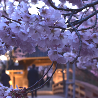 桜雲橋の桜の写真