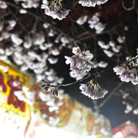 屋台の明かりと桜の写真