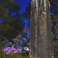 夜の天下第一の桜の碑の写真