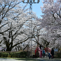 お花見客の写真
