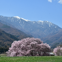 牧草地の桜の写真