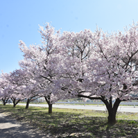 道沿いの桜の写真