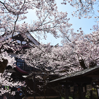 高遠閣と桜の写真