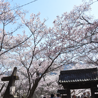 本丸の桜の写真