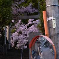 鉾持神社の桜の写真