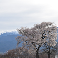 段丘崖の上の桜の写真