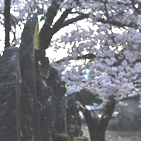 石仏と桜の写真