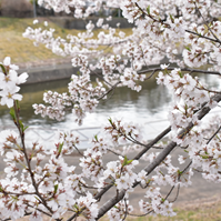 散り始めの桜の写真