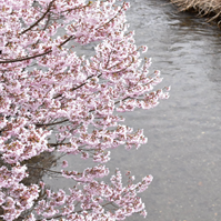 藤沢川沿いの桜の写真