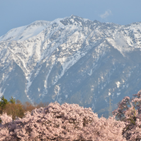 仙丈ヶ岳の雪の写真