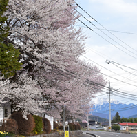 県道沿いの桜の写真