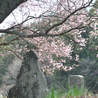 石碑と桜の写真