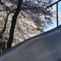 遊具と桜の写真