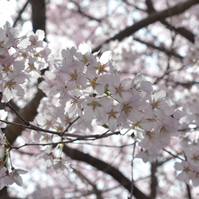 薄いピンク色の花の写真