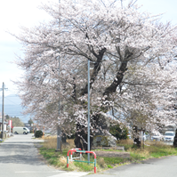 三叉路と桜の写真