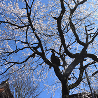 桜の枝ぶりの写真