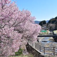 新山川沿いの桜の写真