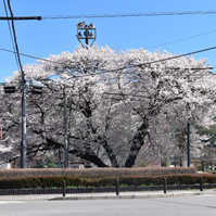 富県小学校前の桜の写真