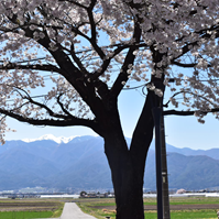 田園に伸びる道の写真