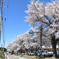 道沿いのソメイヨシノの写真