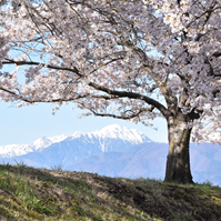 堤防と桜の写真