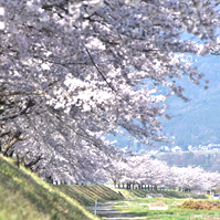 堤防沿いの列植の写真