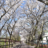 ダム側の桜並木の写真