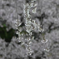 枝垂れ桜の」写真