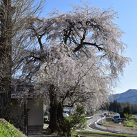 枝垂れ桜の写真