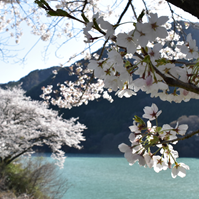 美和湖と桜の写真