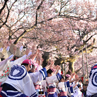 阿波踊りの演舞披露の写真
