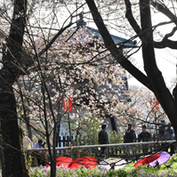 本丸の桜