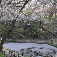 お堀の池の写真