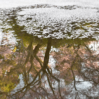 水面に映る桜の写真