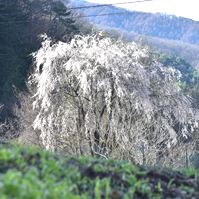 枝垂れ桜の写真