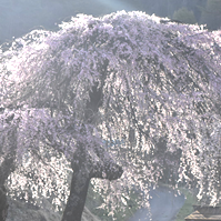 枝垂れ桜の写真