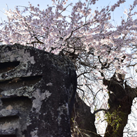 庚申塔と枝垂れ桜の写真