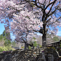 桜の満開の写真